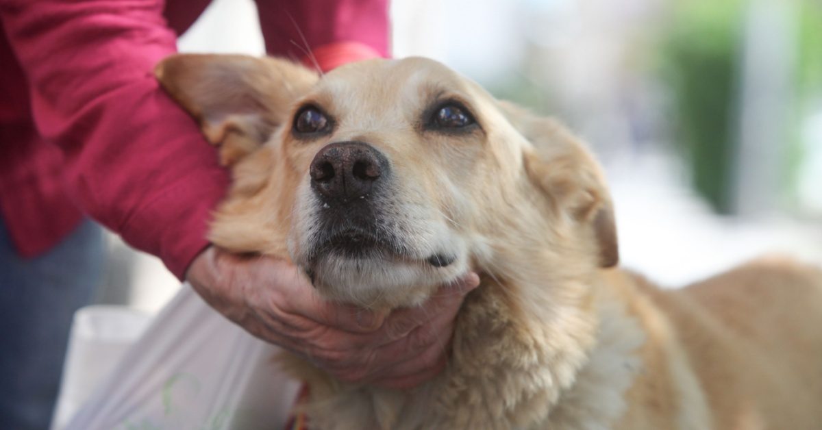 Vol de chien : que faire immédiatement pour le retrouver et éviter l’irréparable ?
