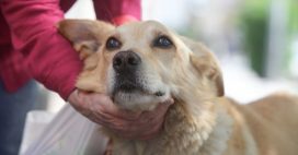 Vol de chien : que faire immédiatement pour le retrouver et éviter l’irréparable ? Vol de chien : que faire immédiatement pour le retrouver et éviter l’irréparable ?