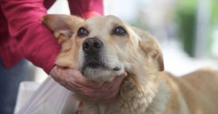 Vol de chien : que faire immédiatement pour le retrouver et éviter l'irréparable ?