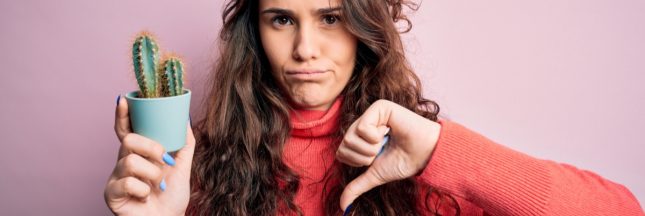 cactus consommation 2026