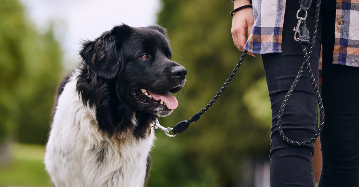 Leptospirose : cette zoonose méconnue qui menace l’homme et le chien