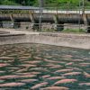 En Gironde, cette gigantesque ferme à saumons prélevera 6.500 m³ d'eau par jour malgré une opposition massive En Gironde, cette gigantesque ferme à saumons prélevera 6.500 m³ d'eau par jour malgré une opposition massive