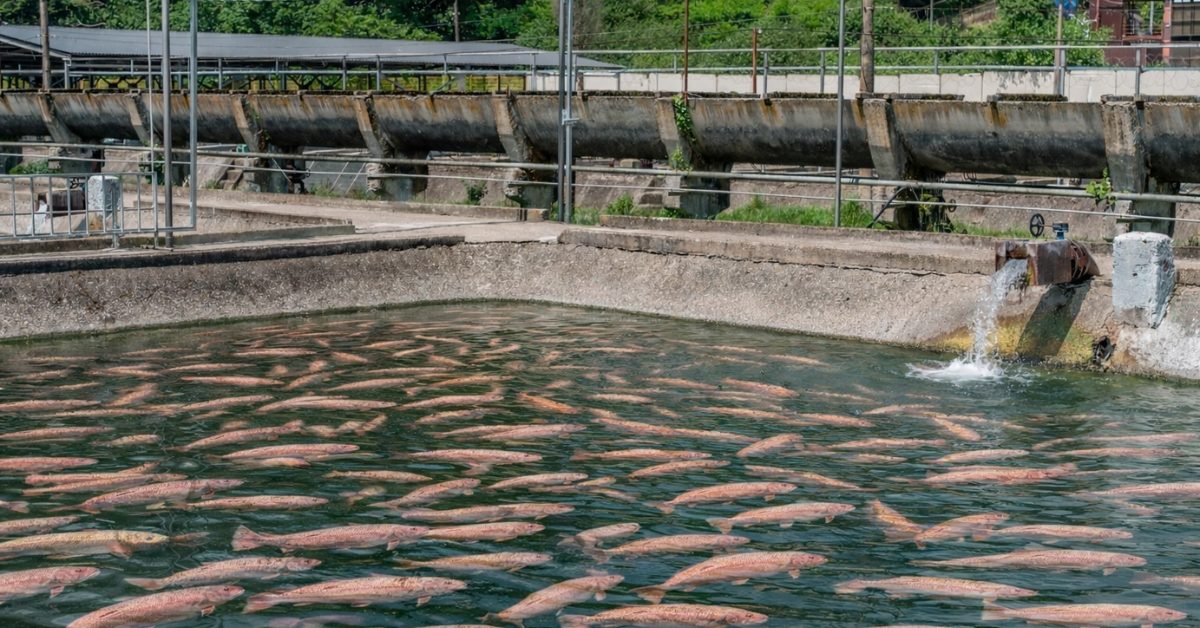 Gironde : la création d’une ferme à saumons fait polémique
