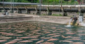 Gironde : la création d’une ferme à saumons fait polémique