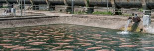 Gironde : la création d'une ferme à saumons fait polémique