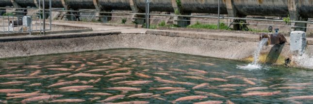 Ferme de saumons et aqueduc bétonné