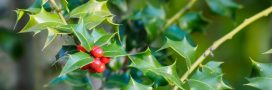 Pourquoi les feuilles du houx ne se ressemblent pas ?