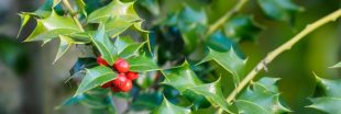 Pourquoi les feuilles du houx ne se ressemblent pas ? Pourquoi les feuilles du houx ne se ressemblent pas ?