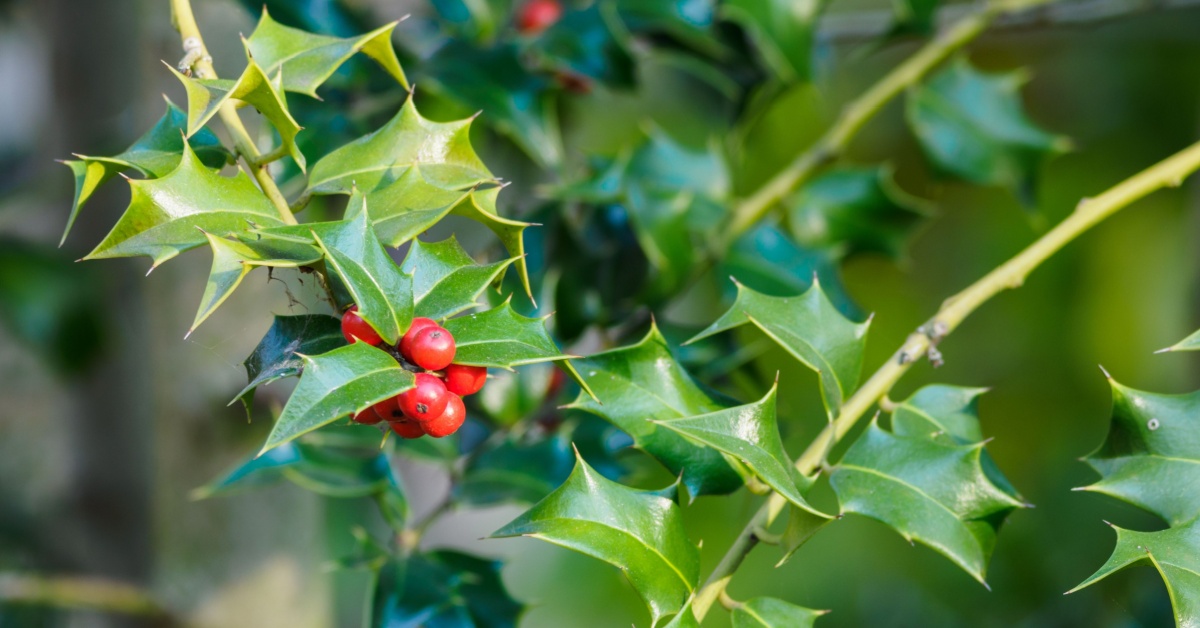 Pourquoi les feuilles du houx ne se ressemblent pas ?