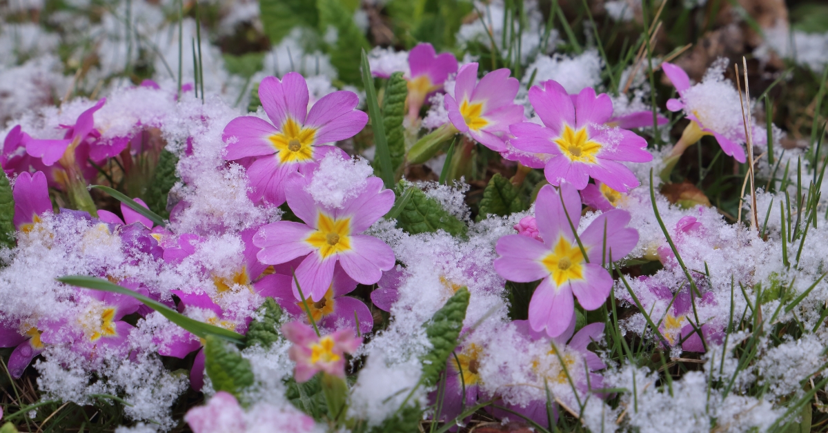 Des fleurs observées en plein hiver