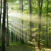 Forêt française : la mortalité des arbres multipliée par 2,5 Forêt française : la mortalité des arbres multipliée par 2,5