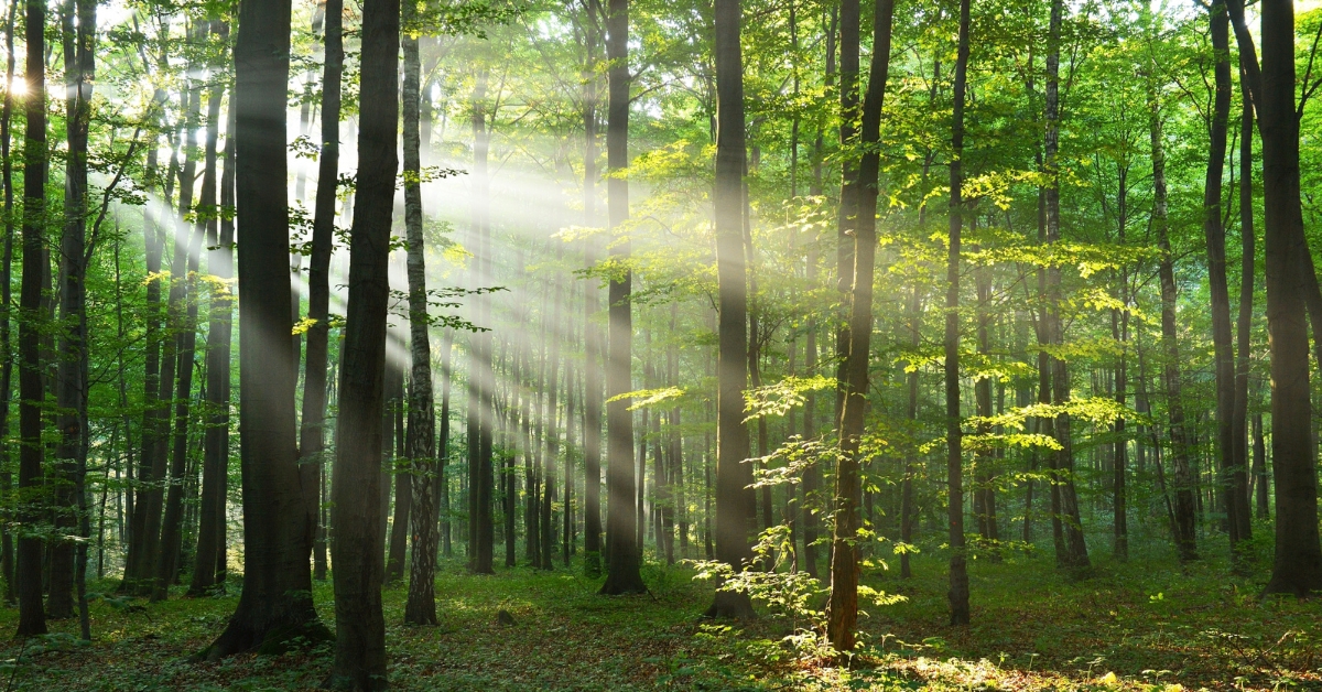 Près de Paris, une nouvelle forêt d'un million d'arbres Près de Paris, une nouvelle forêt d'un million d'arbres
