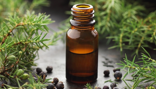 'huile essentielle d'Épinette noire