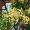 Mimosa : comment cultiver cet arbre décoratif sans nuire à la biodiversité ?