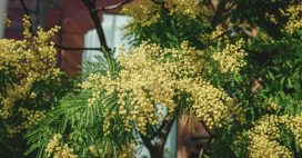 Mimosa : comment cultiver cet arbre décoratif sans nuire à la biodiversité ?