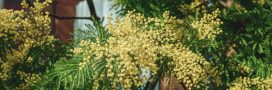 Mimosa : comment cultiver cet arbre décoratif sans nuire à la biodiversité ?