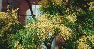 Mimosa : comment cultiver cet arbre décoratif sans nuire à la biodiversité ?