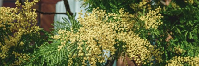 mimosa jardin