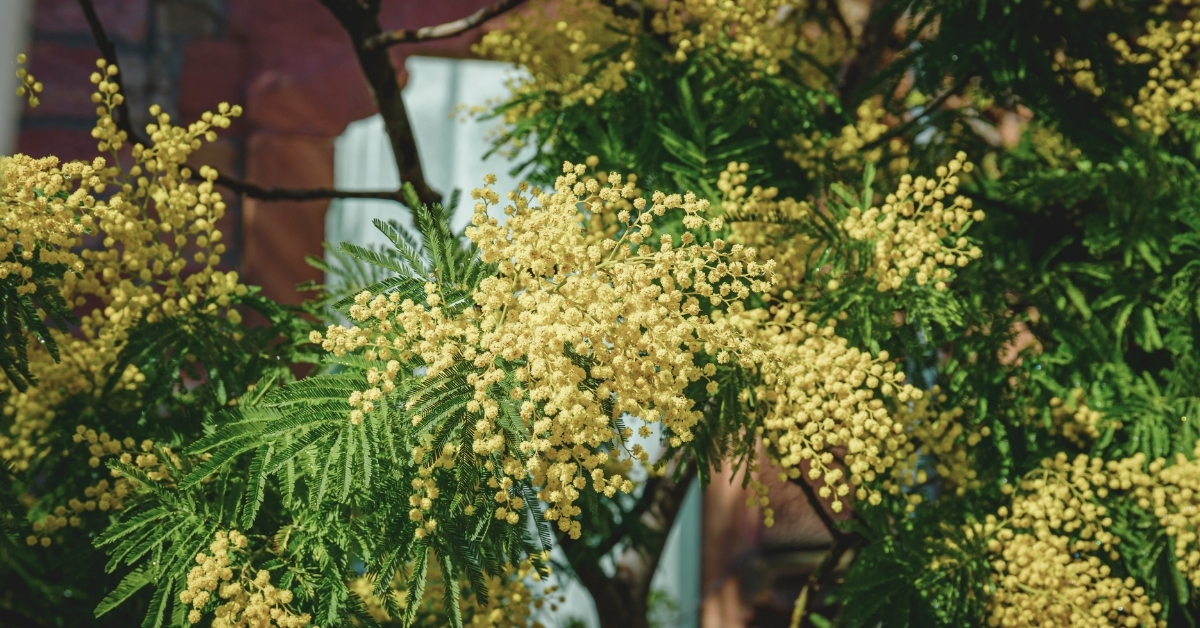 Mimosa : comment cultiver cet arbre décoratif sans nuire à la biodiversité ? Mimosa : comment cultiver cet arbre décoratif sans nuire à la biodiversité ?