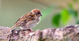 Pesticides : moins on en achète, plus les oiseaux sont nombreux, c’est prouvé !