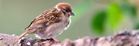 Pesticides : moins on en achète, plus les oiseaux sont nombreux, c’est prouvé !