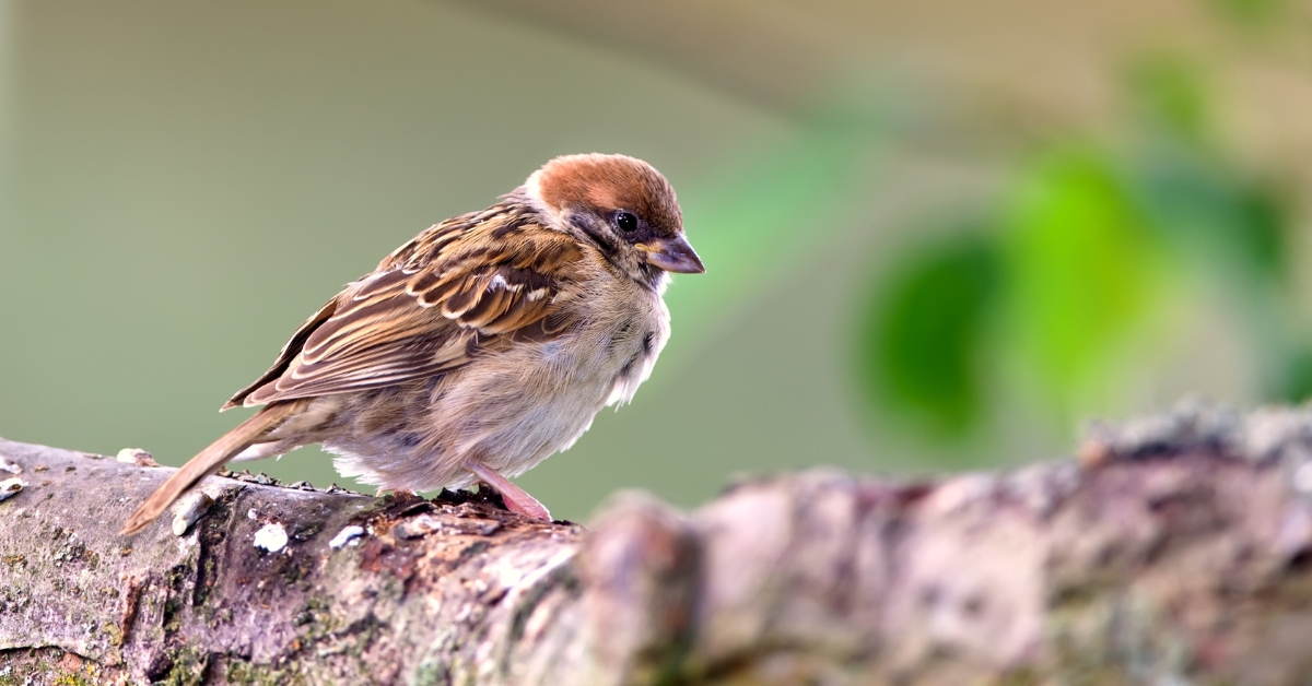 Pesticides : moins on en achète, plus les oiseaux sont nombreux, c'est prouvé !