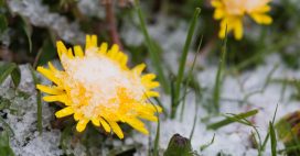Changement climatique : des centaines de plantes en fleurs au Nouvel An