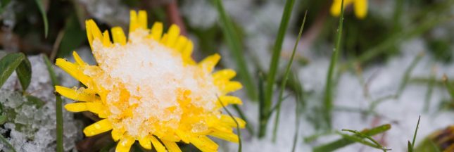 Des fleurs observées en plein hiver