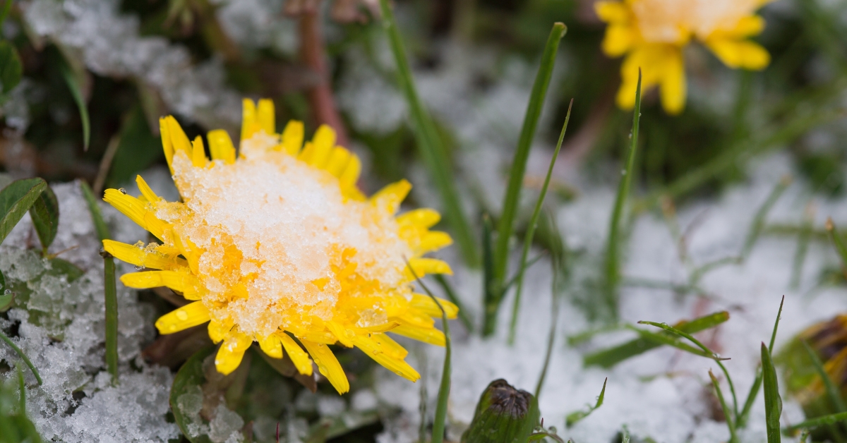 Changement climatique : des centaines de plantes en fleurs au Nouvel An