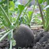 Semer du radis noir : un légume racine facile, productif et allié de votre jardin bio