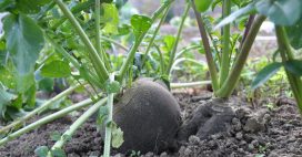 Semer du radis noir : un légume racine facile, productif et allié de votre jardin bio