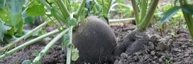 Semer du radis noir : un légume racine facile, productif et allié de votre jardin bio
