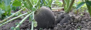 Semer du radis noir : un légume racine facile, productif et allié de votre jardin bio