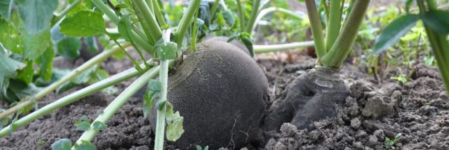 Radis noir au potager