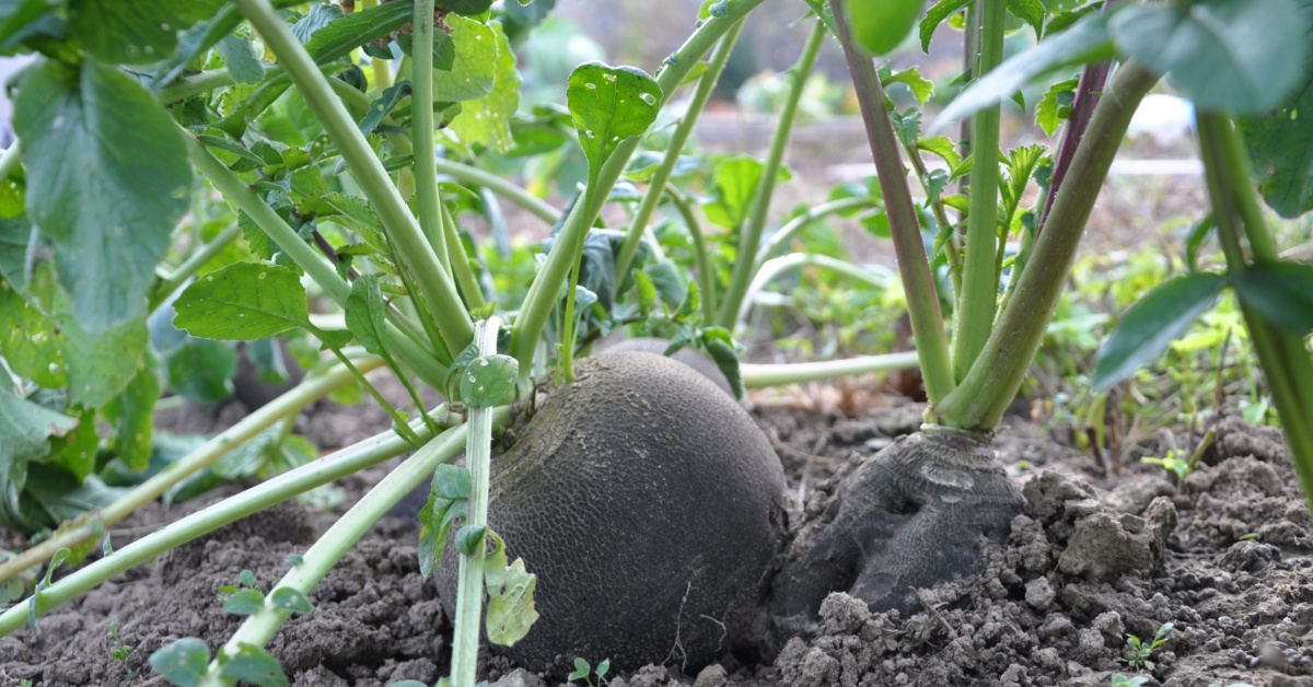 Semer du radis noir : un légume racine facile, productif et allié de votre jardin bio