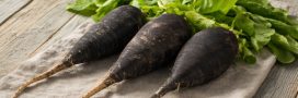 Radis noir : le détoxifiant hépatique naturel, mythe ou réalité ? Radis noir : le détoxifiant hépatique naturel, mythe ou réalité ?