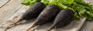 Radis noir : le détoxifiant hépatique naturel, mythe ou réalité ?