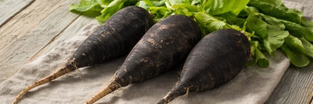 Radis noirs fraîchement récoltés