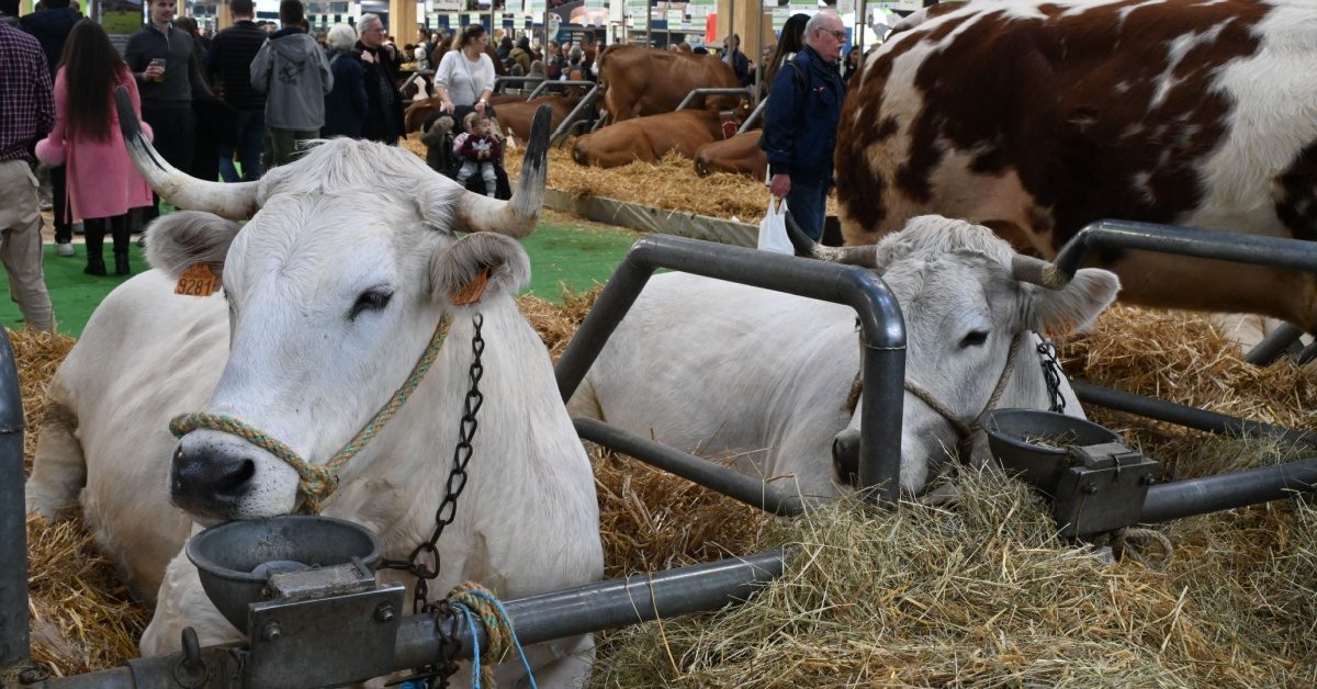 Salon de l’agriculture 2026 : les vaches absentes, une première historique