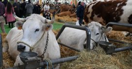 Salon de l’agriculture 2026 : les vaches absentes, une première historique Salon de l’agriculture 2026 : les vaches absentes, une première historique