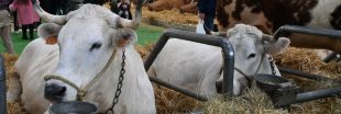 Salon de l'agriculture 2026 : les vaches absentes, une première historique Salon de l'agriculture 2026 : les vaches absentes, une première historique