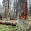 Comment protéger les arbres contre les scolytes ? Comment protéger les arbres contre les scolytes ?