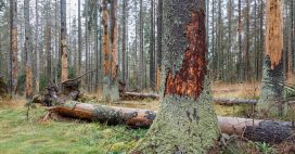 Comment protéger les arbres contre les scolytes ?
