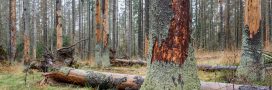Comment protéger les arbres contre les scolytes ?