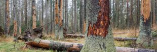 Comment protéger les arbres contre les scolytes ?