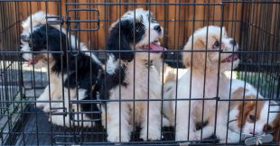 Chiens et chats vendus en animaleries : 30 Millions d'Amis engage un bras de fer juridique Chiens et chats vendus en animaleries : 30 Millions d'Amis engage un bras de fer juridique