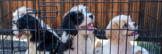 Chiens et chats en animalerie