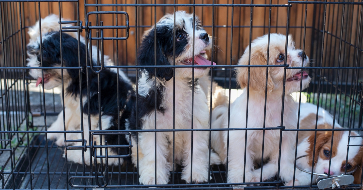 Chiens et chats vendus en animaleries : 30 Millions d'Amis engage un bras de fer juridique