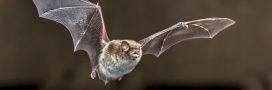 Dans la famille biodiversité ordinaire, protégeons les chauve-souris !