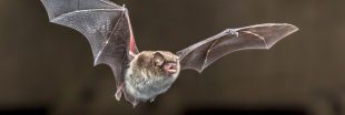 Dans la famille biodiversité ordinaire, protégeons les chauve-souris !